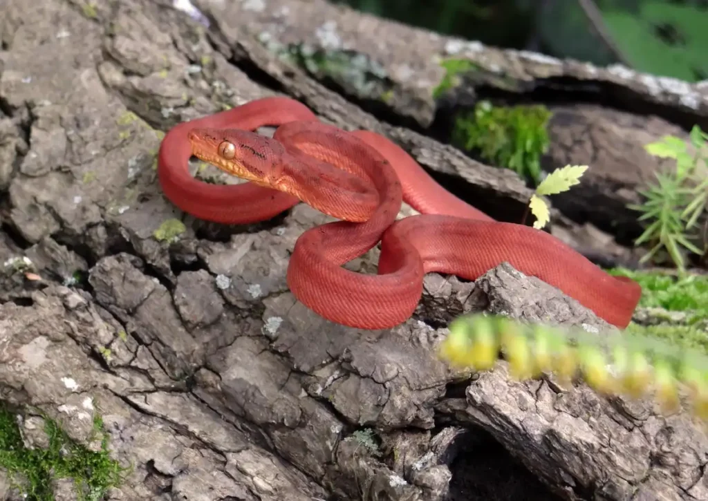 Amazon Tree Boa Amazon Rainforest Animals
