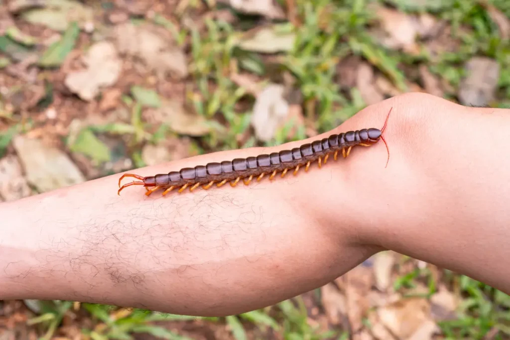 Amazonian Giant Centipede Amazon Rainforest Animals