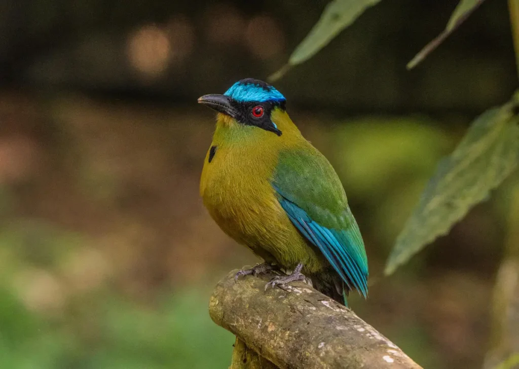 Amazonian Motmot Amazon Rainforest Animals