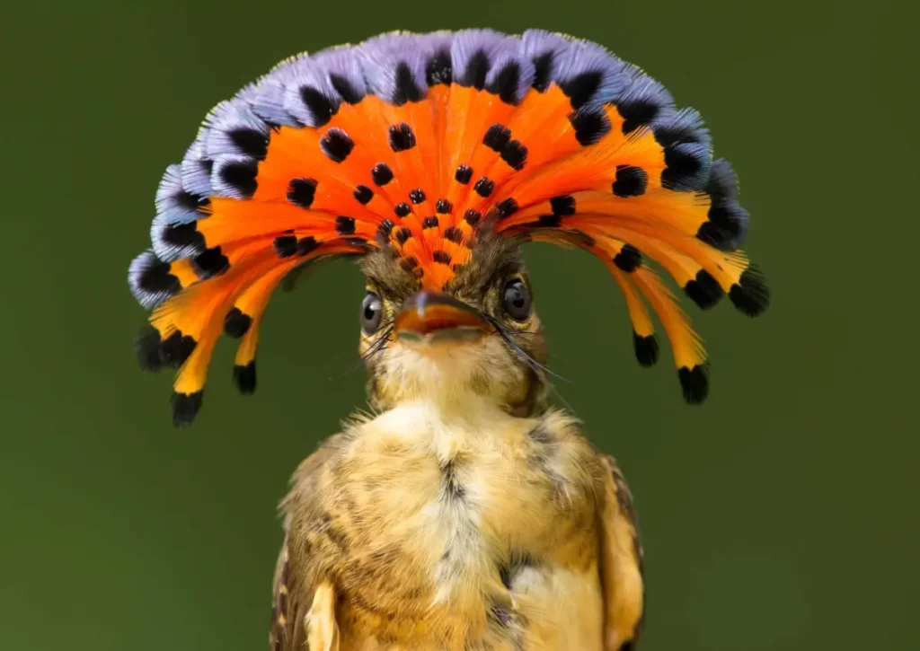 Amazonian Royal Flycatcher Amazon Rainforest Animals