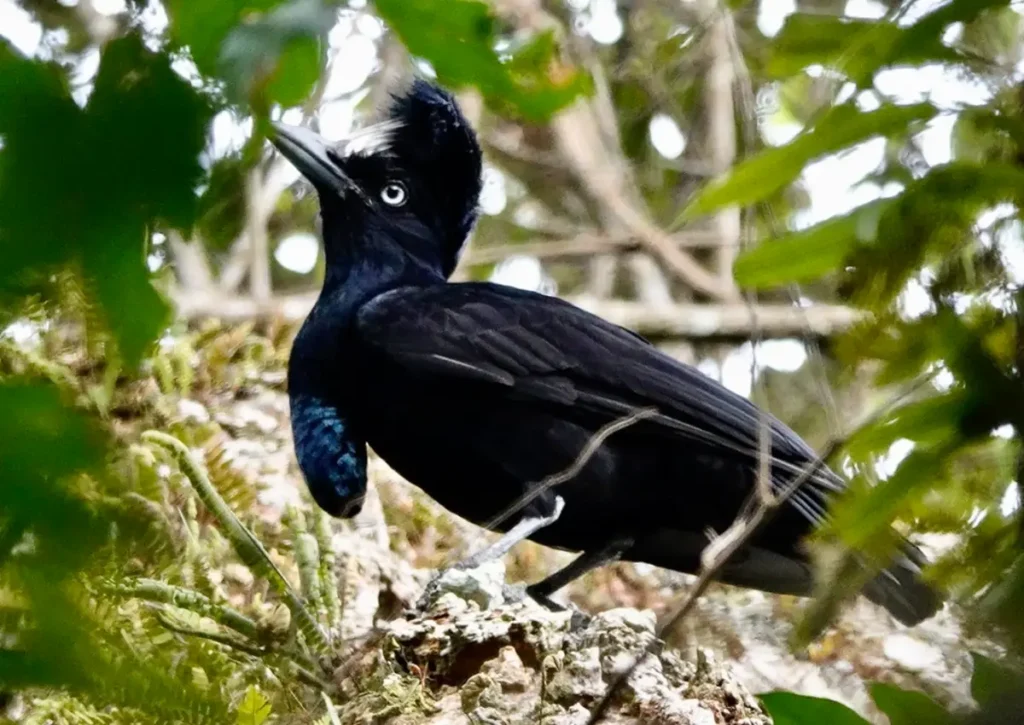 Amazonian Umbrellabird Amazon Rainforest Animals
