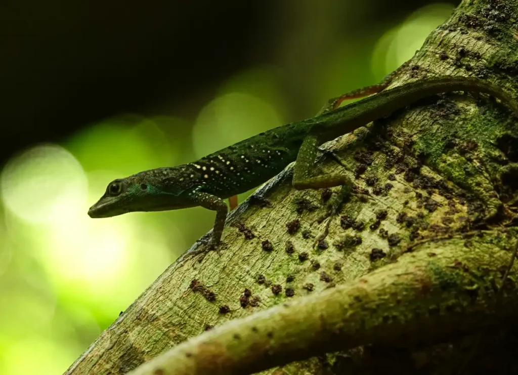 Anole Lizard Amazon Rainforest Animals