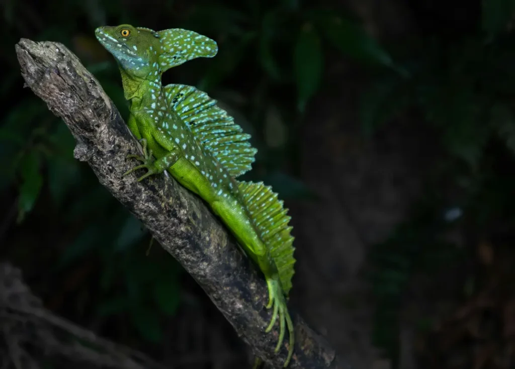 Basilisk Lizard Amazon Rainforest Animals
