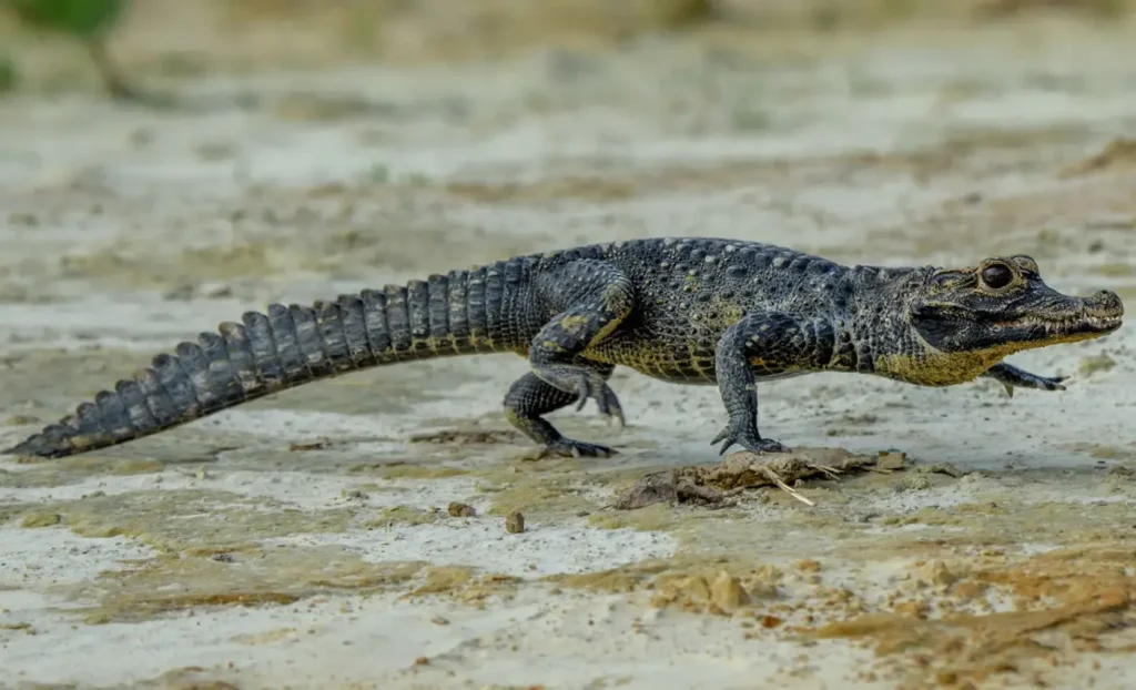 Black Caiman Amazon Rainforest Animals