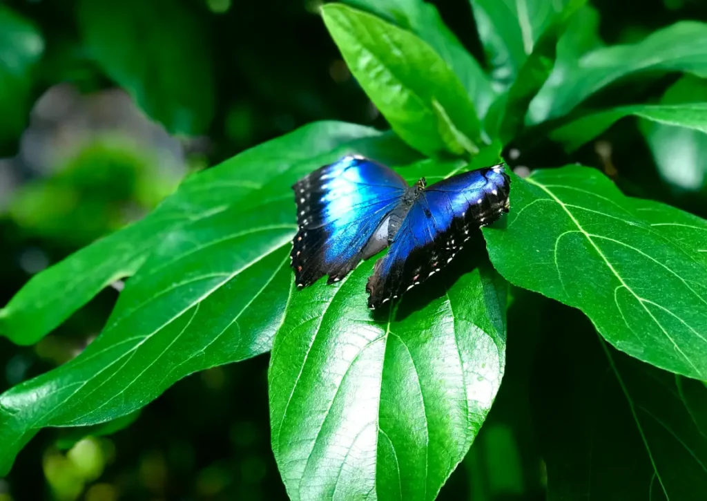Blue Morpho Butterfly Amazon Rainforest Animals