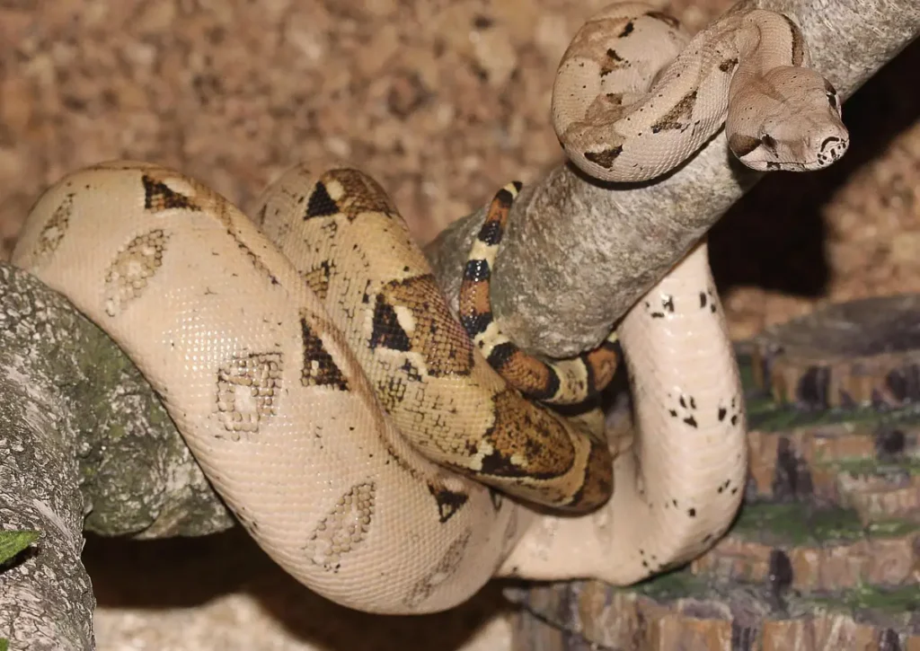 Boa Constrictor Amazon Rainforest Animals
