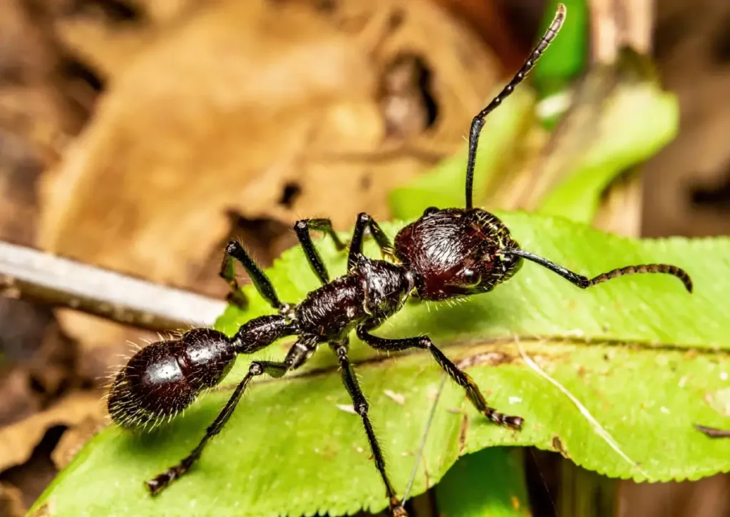 Bullet Ant Amazon Rainforest Animals