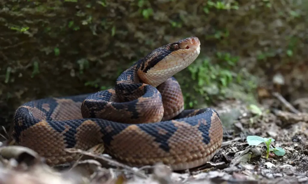 Bushmaster Snake Amazon Rainforest Animals