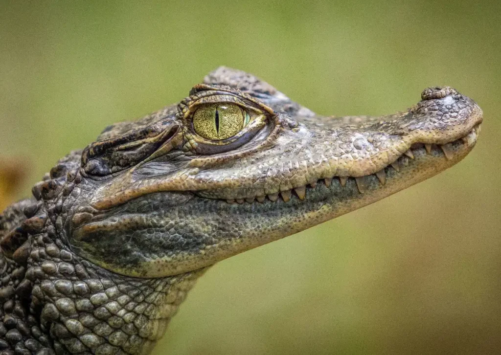 Caiman Amazon Rainforest Animals