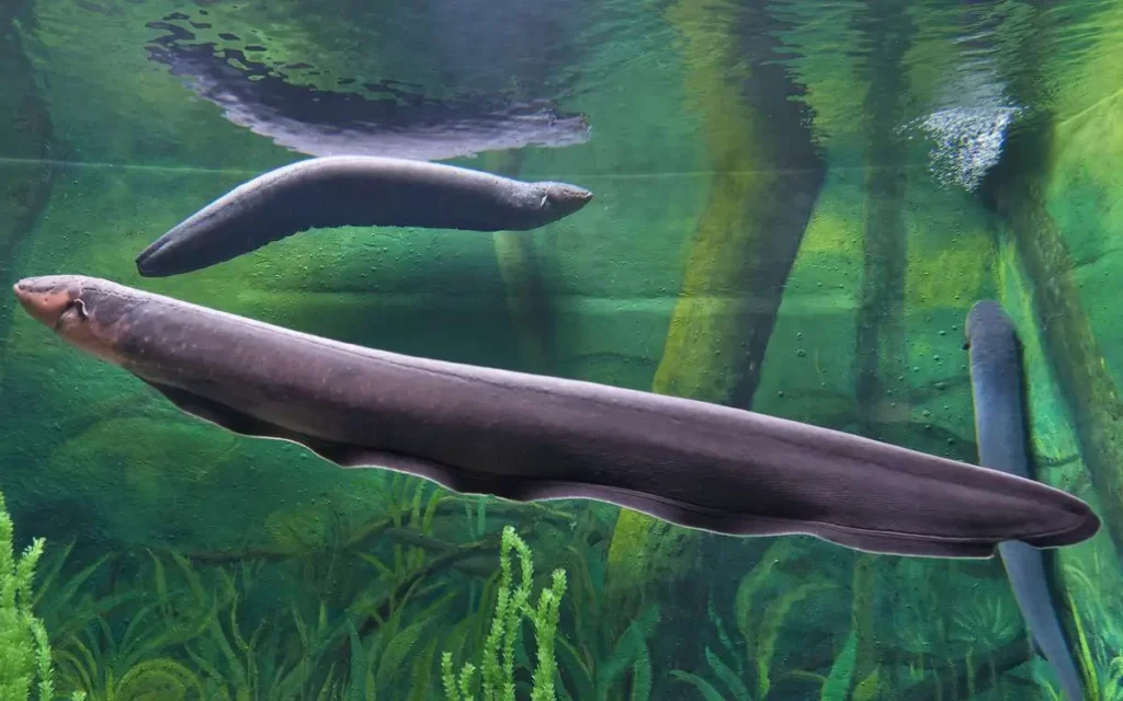 Electric Eel Amazon Rainforest Animals