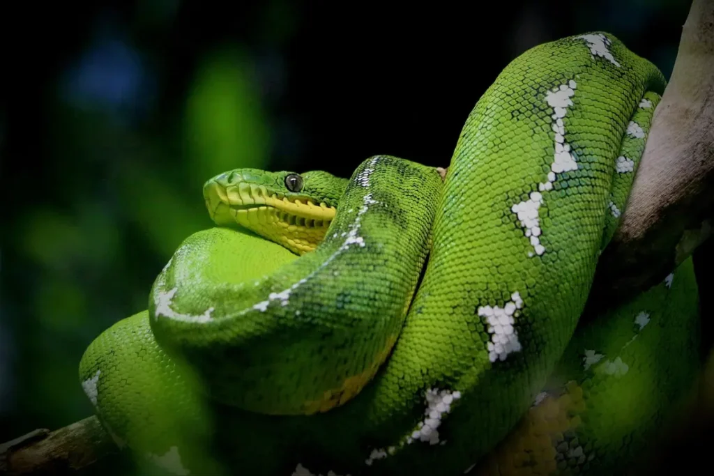 Emerald Tree Boa Amazon Rainforest Animals