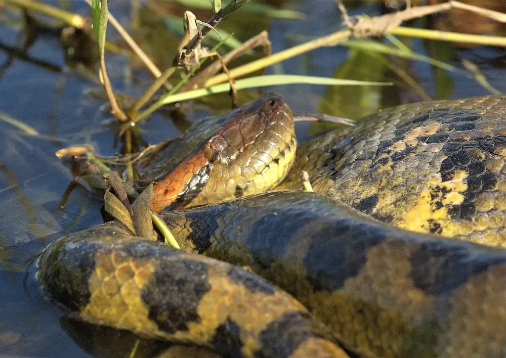 Green Anaconda Amazon Rainforest Animals