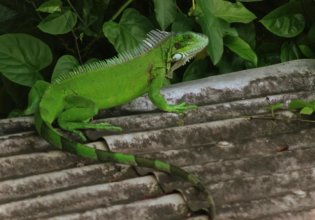 Green Iguana Amazon Rainforest Animals