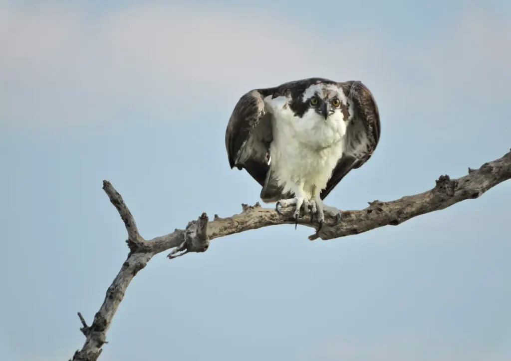 Harpy Eagle Amazon Rainforest Animals