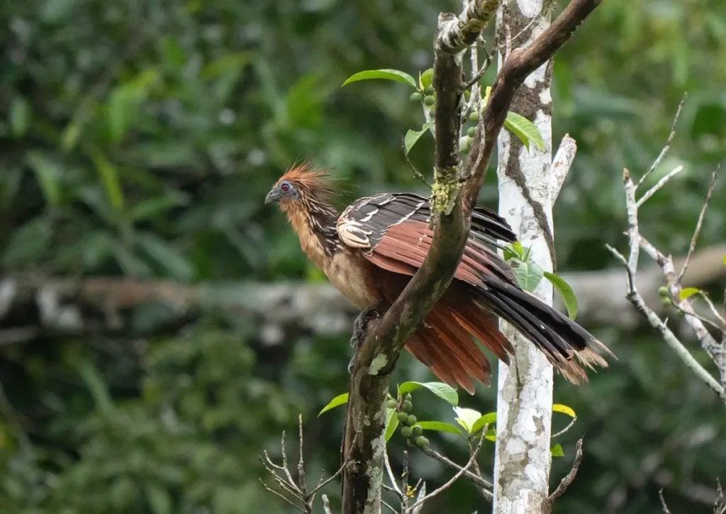 Hoatzin Amazon Rainforest Animals