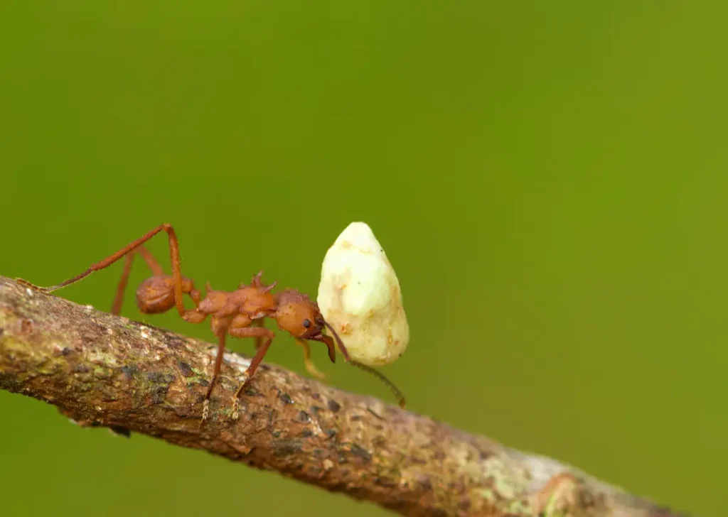 Leafcutter Ant Amazon Rainforest Animals