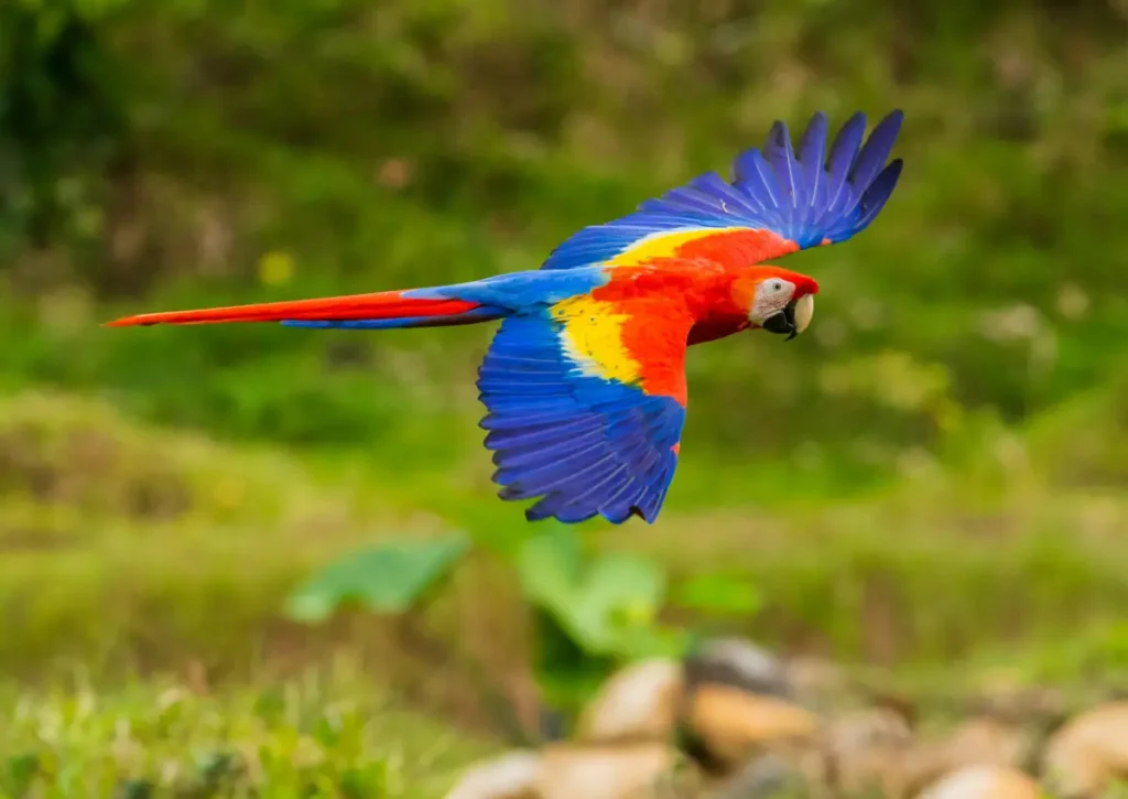 Macaw Amazon Rainforest Animals
