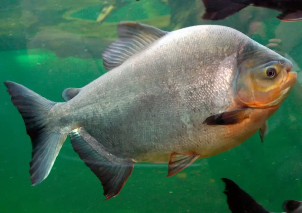 pacu Amazon Rainforest Animals