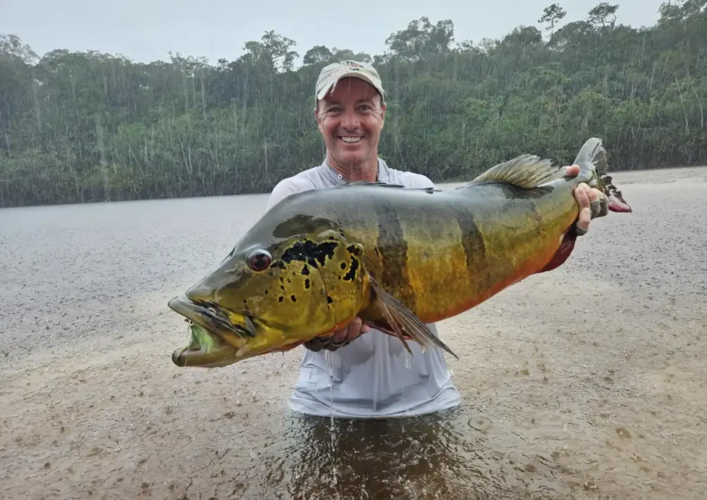 Peacock Bass Amazon Rainforest Animals