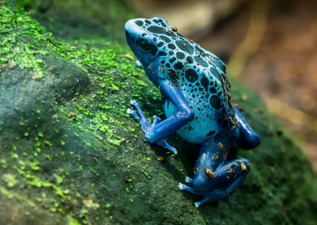 Poison Dart Frog Amazon Rainforest Animals