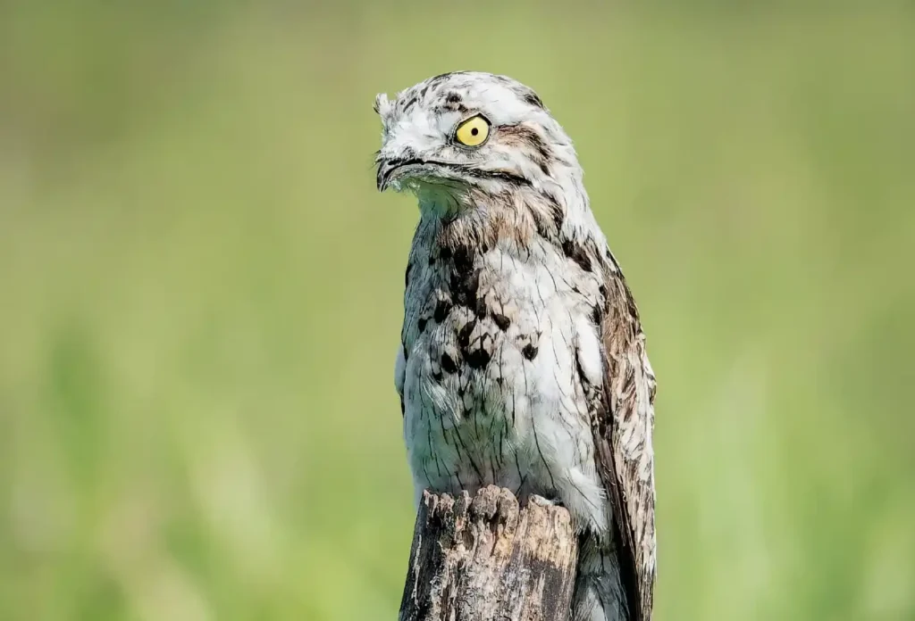 Potoo Amazon Rainforest Animals