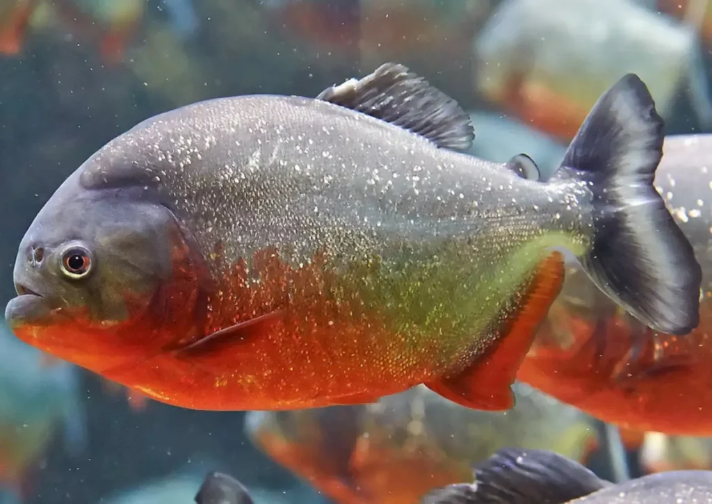 Red-Bellied Piranha Amazon Rainforest Animals