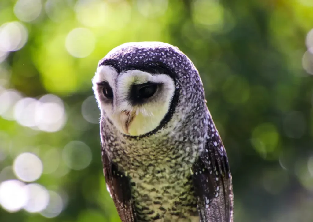 Spectacled Owl Amazon Rainforest Animals