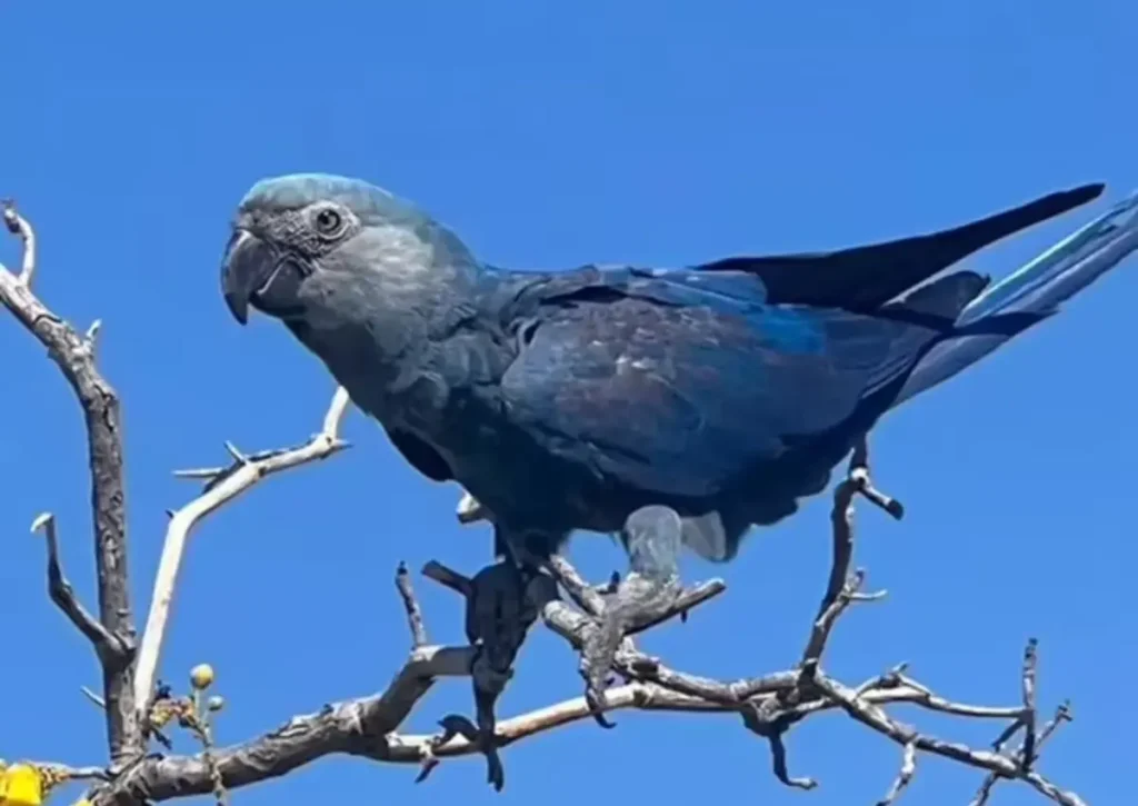 Spix’s Macaw Amazon Rainforest Animals