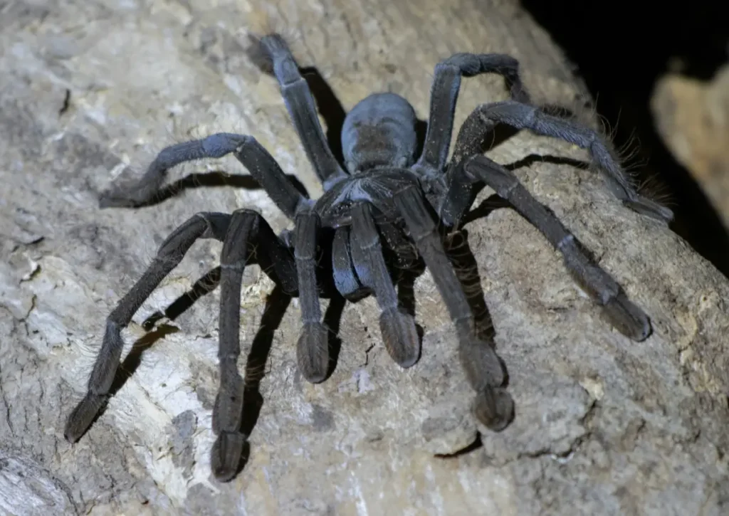 tarantula Amazon Rainforest Animals