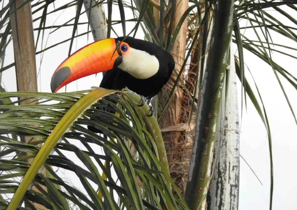 toucan Amazon Rainforest Animals