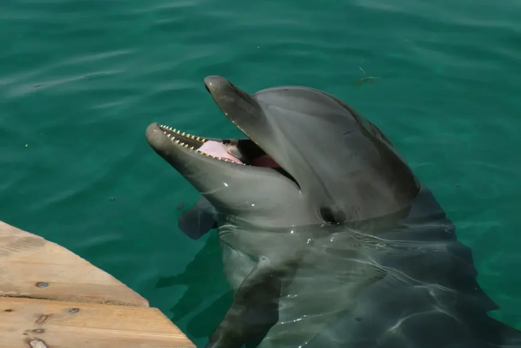 Amazon River Dolphin amazon rainforest animal