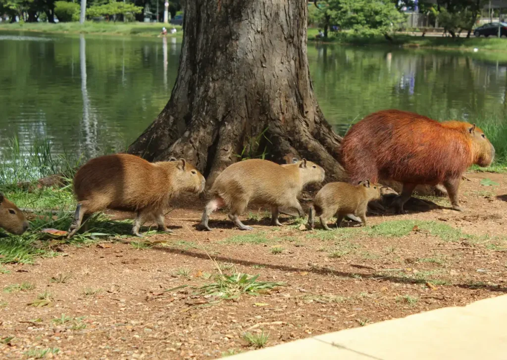 capybara amazon rainforest animal