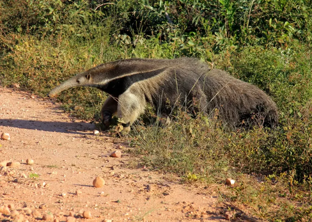 amazon rainforest animal