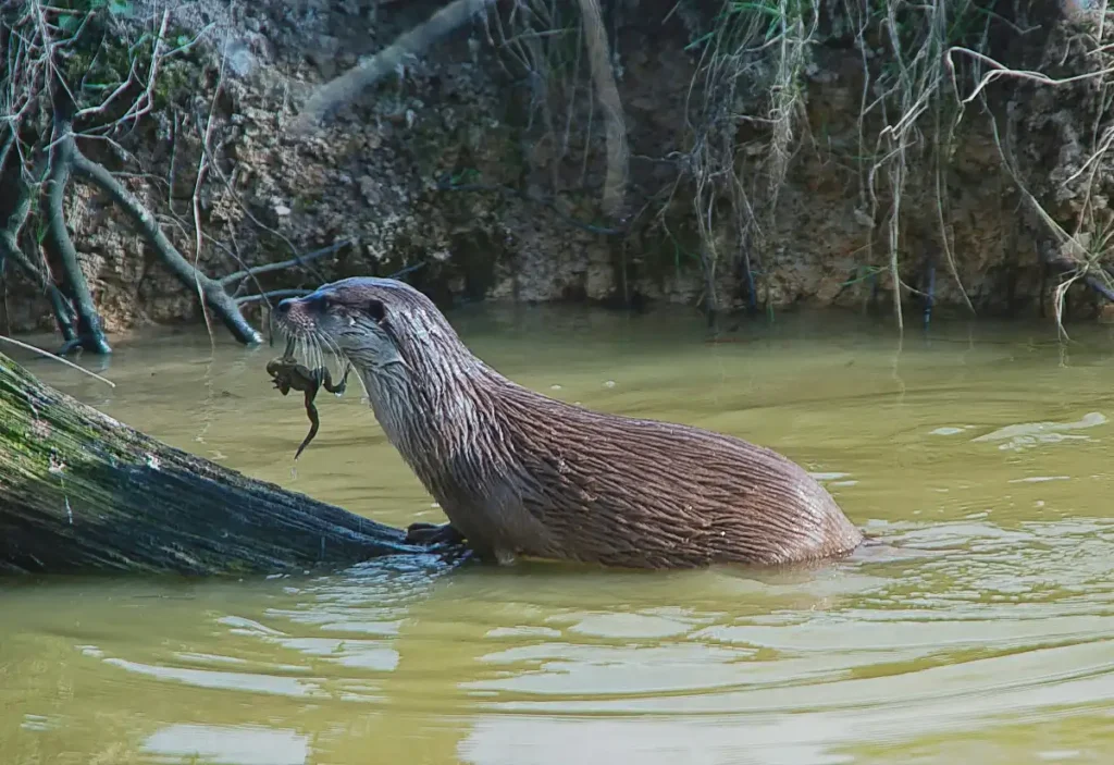 amazon rainforest animal