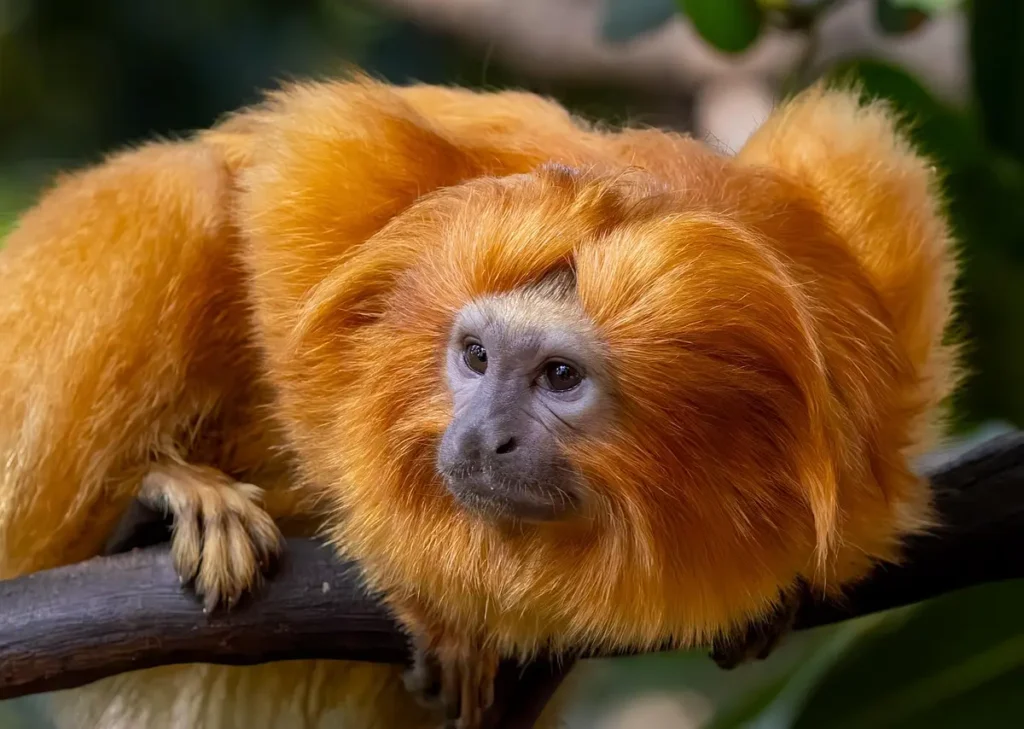 amazon rainforest animal
