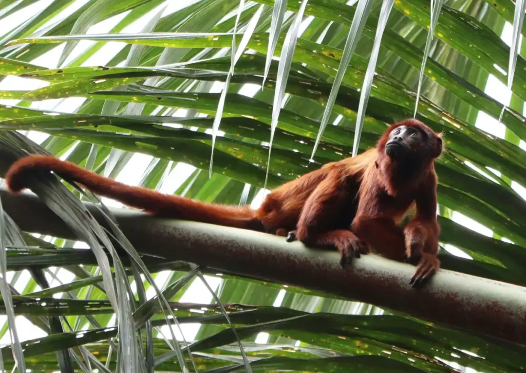 Howler Monkey amazon rainforest animal