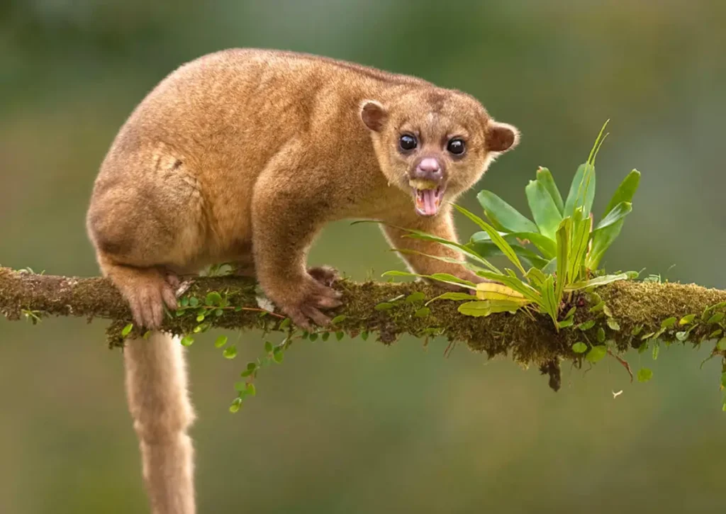 amazon rainforest animal