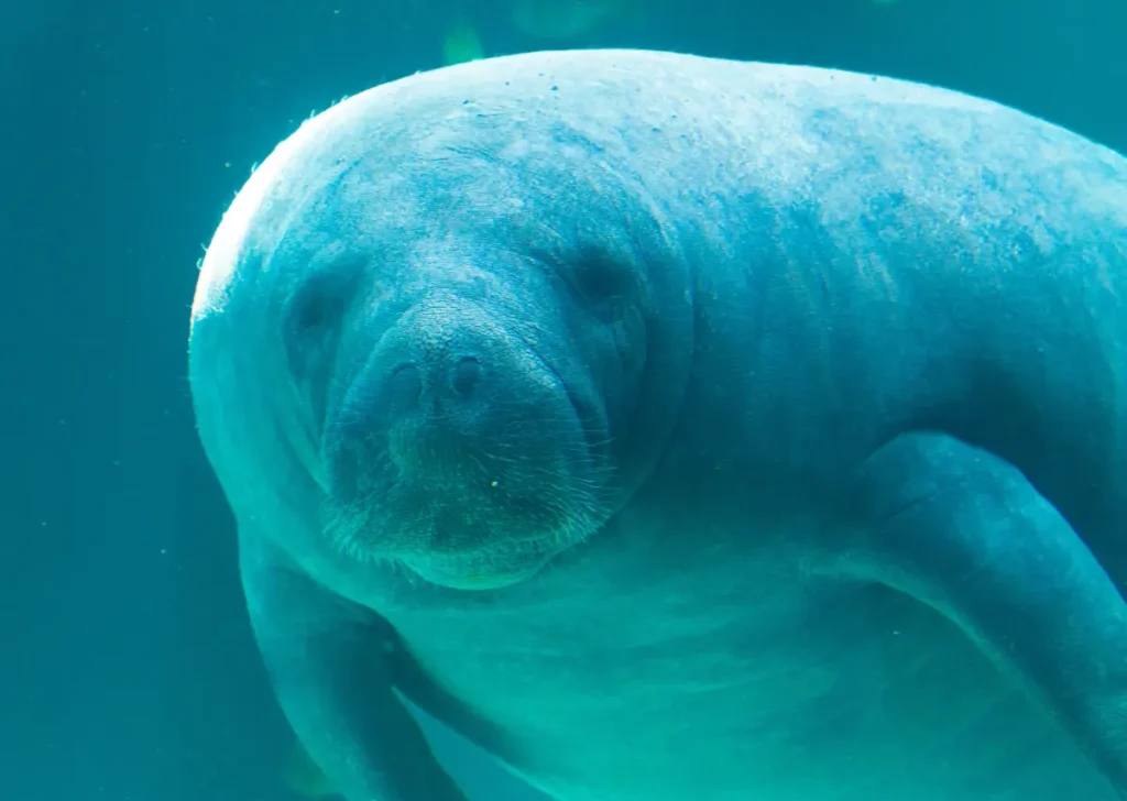 manatee amazon rainforest animal