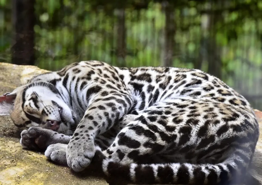 amazon rainforest animal