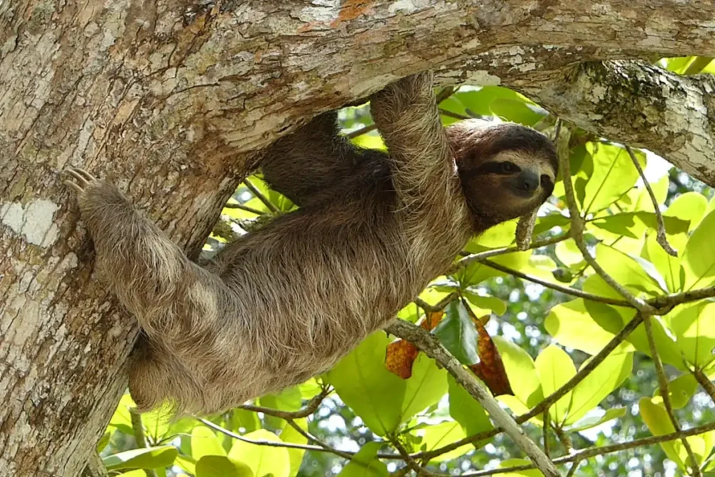 Sloth amazon rainforest animal