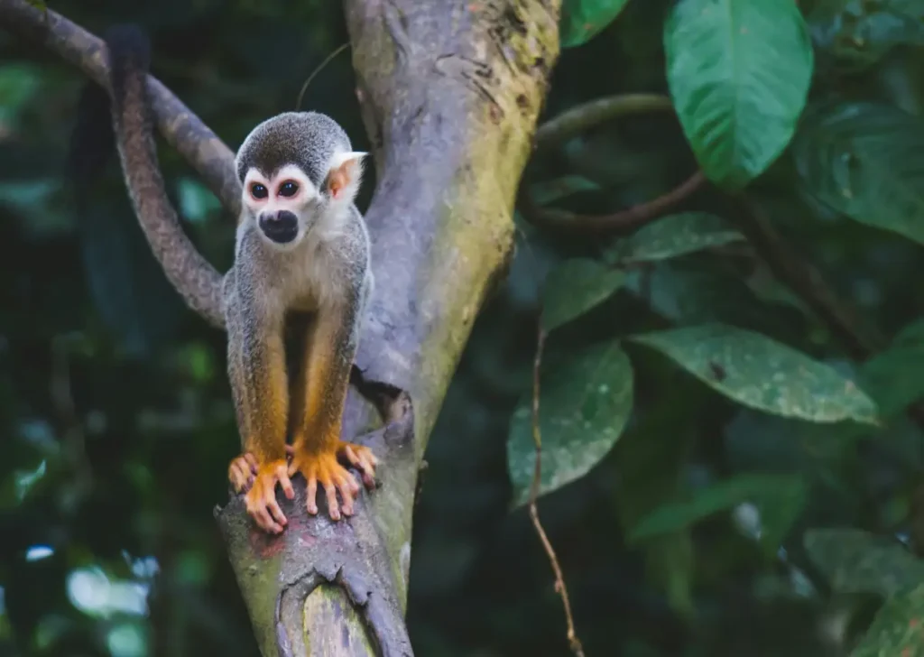 amazon rainforest animal