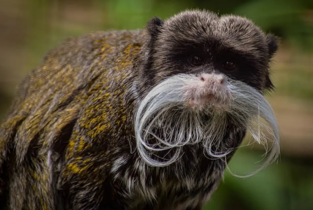 amazon rainforest animal