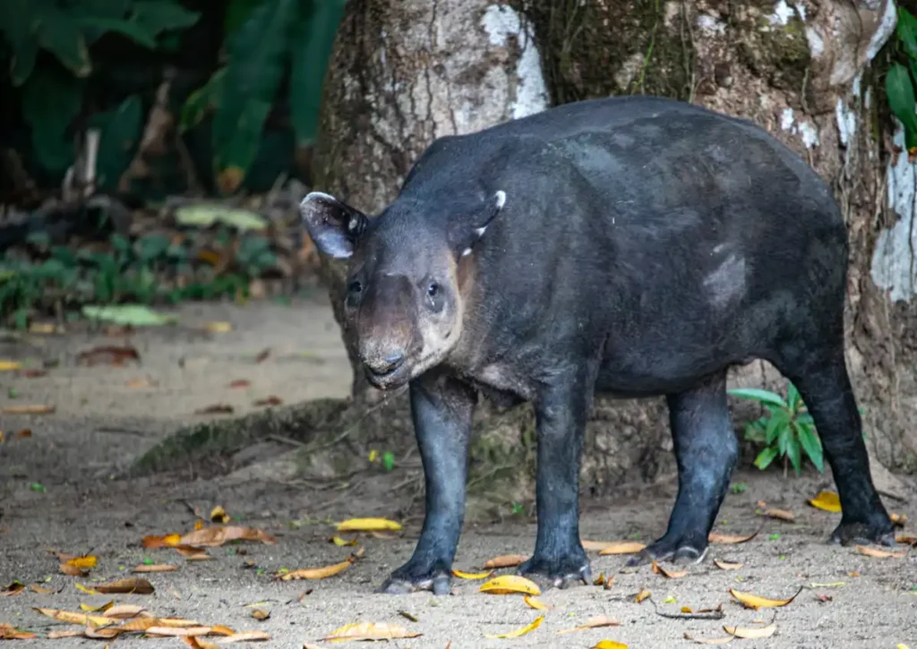 tapir amazon rainforest animal