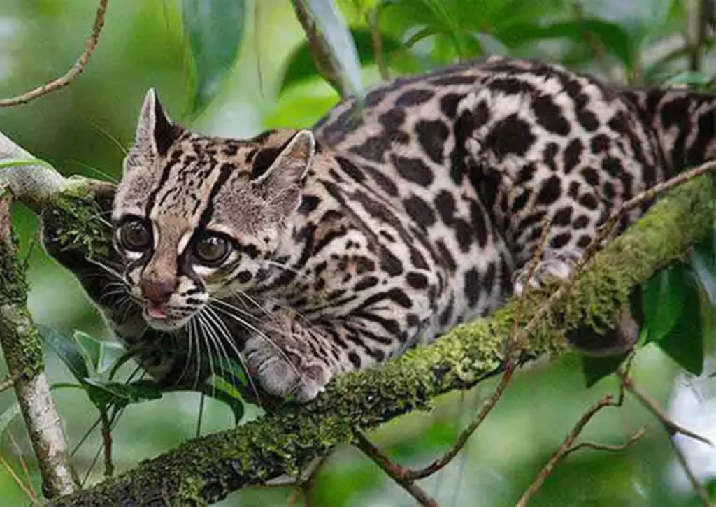 amazon rainforest animal